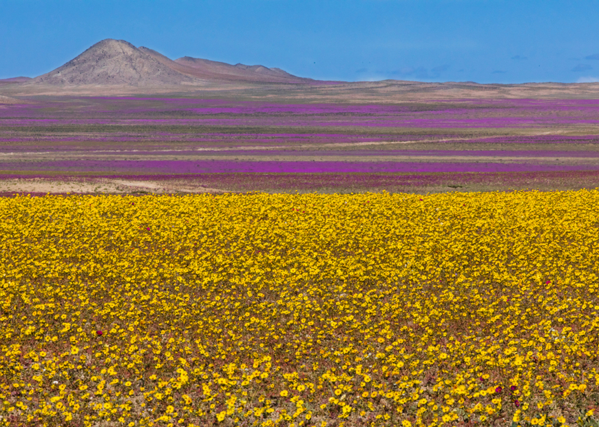 O que são os raríssimos 'duendes vermelhos' do Deserto do Atacama